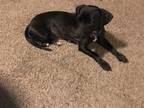 Adopt Holly a Black Rat Terrier / Mixed dog in San Jose, CA (36929628)