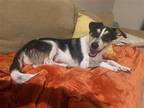 Adopt Bean a Australian Cattle Dog / Corgi / Mixed dog in Phoenix, AZ (36928351)