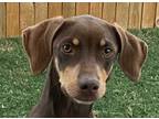 Adopt ROOROO (Texas, yo) a Brown/Chocolate Whippet / Miniature Pinscher dog in