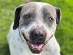 Adopt MILLIE a White - with Gray or Silver Shar Pei / American Pit Bull Terrier