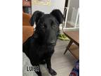 Adopt Luisa a German Shepherd Dog