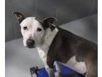 Adopt Urgent! Penny a Brown/Chocolate - with White Bull Terrier / Border Collie