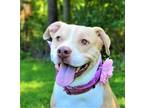 Adopt PENNY a American Staffordshire Terrier, Beagle