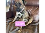 Adopt Lacey a Boxer, Mixed Breed