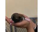Shiba Inu Puppy for sale in Triangle, VA, USA