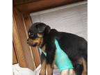 Rottweiler Puppy for sale in American Falls, ID, USA