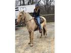 Palomino horse for sale