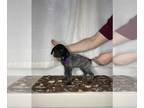 German Shorthaired Pointer PUPPY FOR SALE ADN-528045 - AKC GERMAN SHORTHAIRED