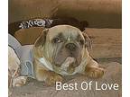 Best Of Love French Bulldog Adult Female