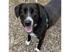 Adopt Boots a Black Labrador Retriever / Border Collie / Mixed dog in Asheville