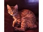 Gracie, Domestic Shorthair For Adoption In Painted Post, New York