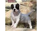 American Bulldog Puppy for sale in Mira Loma, CA, USA