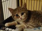 Ellie Domestic Shorthair Kitten Female