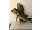 Large Mouth Bass 23" Mounted on driftwood, professional