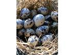 18+ FERTILE JUMBO WILD Coturnix Quail Hatching Eggs Free