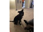Adopt Draco a Black - with White American Pit Bull Terrier / Terrier (Unknown