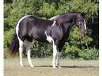 Trick Horse, Family Safe, Fancy Broke, Must See Video! Tobiano Quarter Horse