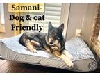 Adopt Samani a German Shepherd Dog / Husky / Mixed dog in Loganville