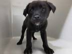 Adopt Pup #7 a Black Terrier (Unknown Type, Small) / Mixed dog in Selma