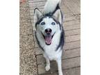 Adopt Lyla a Siberian Husky / Mixed dog in Matawan, NJ (36935761)