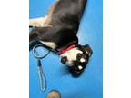 Adopt Angeline a Black Saluki / Mixed dog in Toronto, ON (36936007)