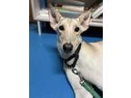 Adopt Cinderela a White Saluki / Mixed dog in Toronto, ON (36936142)