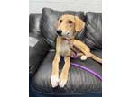 Adopt Brad a Tan/Yellow/Fawn Saluki / Mixed dog in Toronto, ON (36936143)