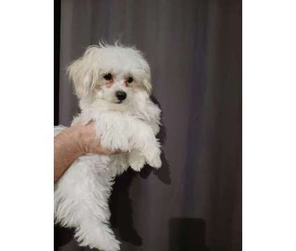 3 Male Maltese Puppies (Vet Fee Included) is a Male Maltese Puppy For Sale in Mooresville NC