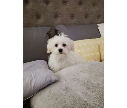 3 Male Maltese Puppies (Vet Fee Included) is a Male Maltese Puppy For Sale in Mooresville NC