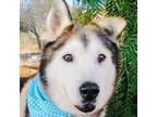 Adopt KOBE a Gray/Silver/Salt & Pepper - with White Husky / Alaskan Malamute /