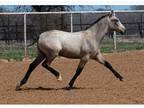 Buckskin Andalusian colt