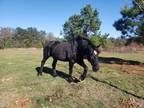 Stout 10 y.o. Black Percheron Mare with puppy dog personality