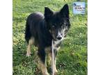 Adopt Prince a Black Collie / Shepherd (Unknown Type) / Mixed dog in Washington