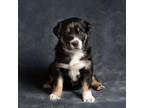 Adopt Sienna Puppy #2 a Husky