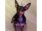 Adopt Maggie a Miniature Pinscher, Manchester Terrier