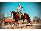 Available on [url removed] - Standardbred - Trail riding, Pleasure, Cattle