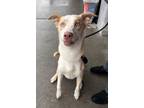 Adopt Newt a White Husky / Mixed dog in Brooklyn, NY (36948268)