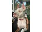 Adopt Moana a White - with Brown or Chocolate American Pit Bull Terrier / Mixed