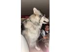 Adopt Kimi a White - with Black Husky / Husky / Mixed dog in Virginia Beach