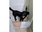 Adopt Cody a Black - with White German Shepherd Dog / Husky / Mixed dog in