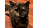 Adopt Sabrina a Tortoiseshell Domestic Shorthair / Mixed cat in FREDERICK