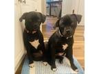 Adopt Lola a Black - with White American Pit Bull Terrier / Pug / Mixed dog in