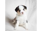 Adopt Sienna Puppy #1 a Husky dog in Dacula, GA (36942388)