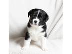 Adopt Sienna Puppy #4 a Black - with White Husky dog in Dacula, GA (36942386)