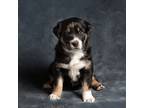 Adopt Sienna Puppy #2 a Husky dog in Dacula, GA (36942385)