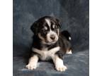 Adopt Sienna Puppy #3 a Husky dog in Dacula, GA (36942384)