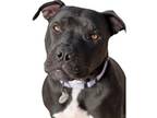Adopt Stella a Black - with White Staffordshire Bull Terrier / Mixed Breed