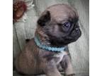 Pug Puppy for sale in Yelm, WA, USA