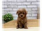 Poodle (Toy) PUPPY FOR SALE ADN-529575 - Toy Poodle Albin SFO LAX ORD JFK MIA