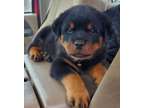 Rottweiler Puppies Ready Now